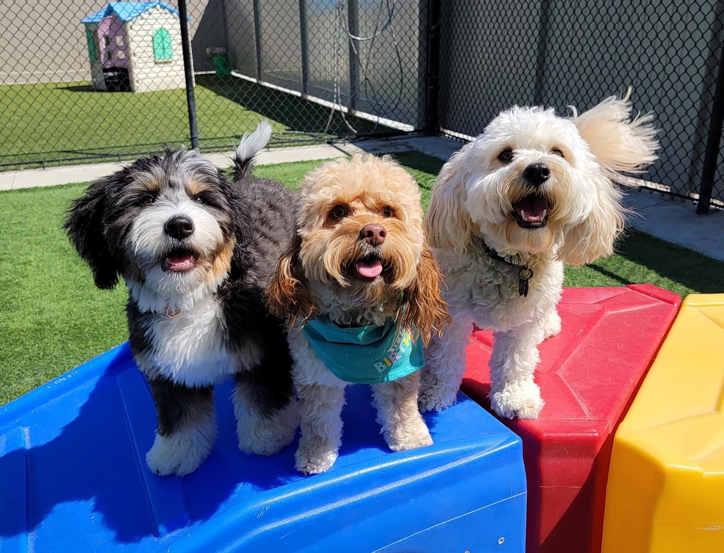 Meet the campus dogs: Ozzy, Oakley, Ivy – Beacon